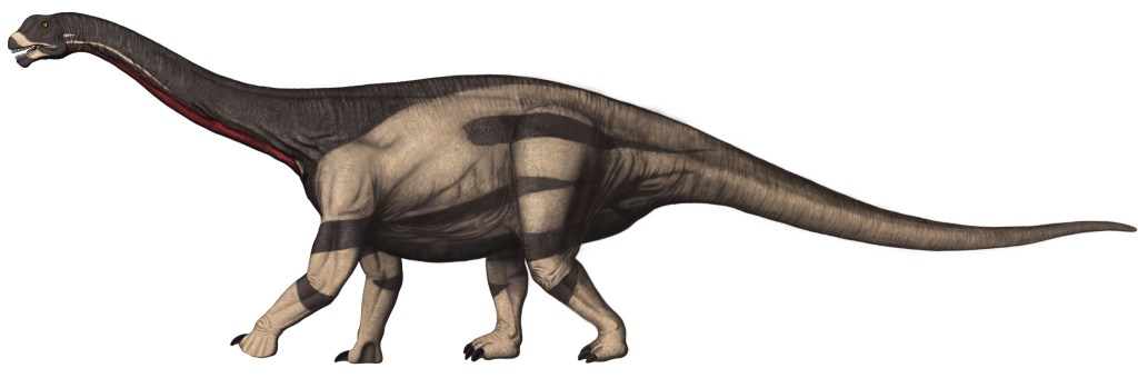 Camasaurus lentus (NPS / Bob Walters and Tess Kissinger, 2025)