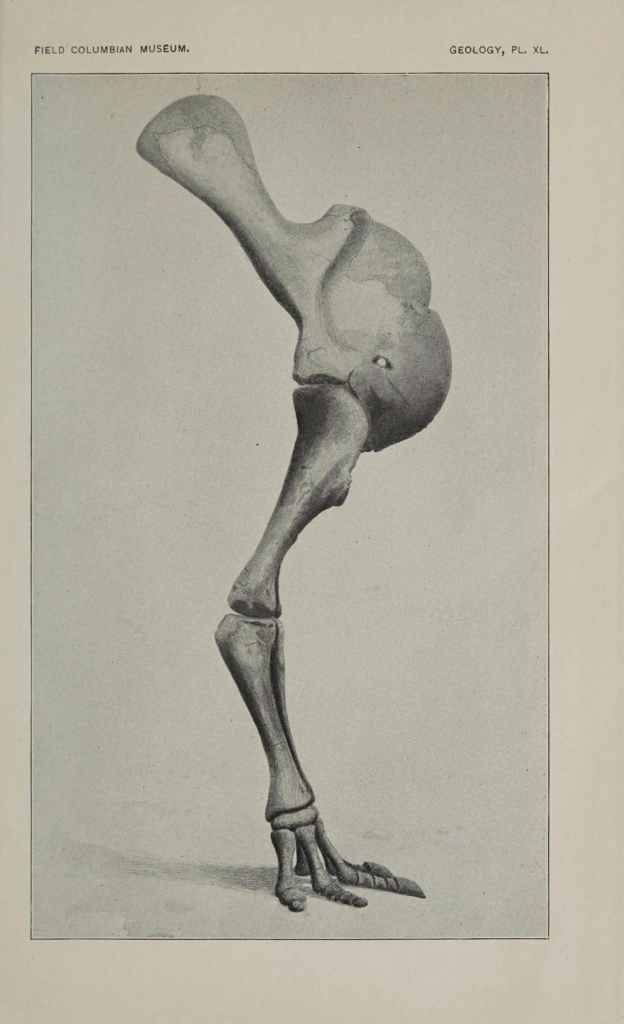 Right fore leg of Camarasaurus grandis collected at Rigg’s No. 12 Quarry (Riggs, 1901)