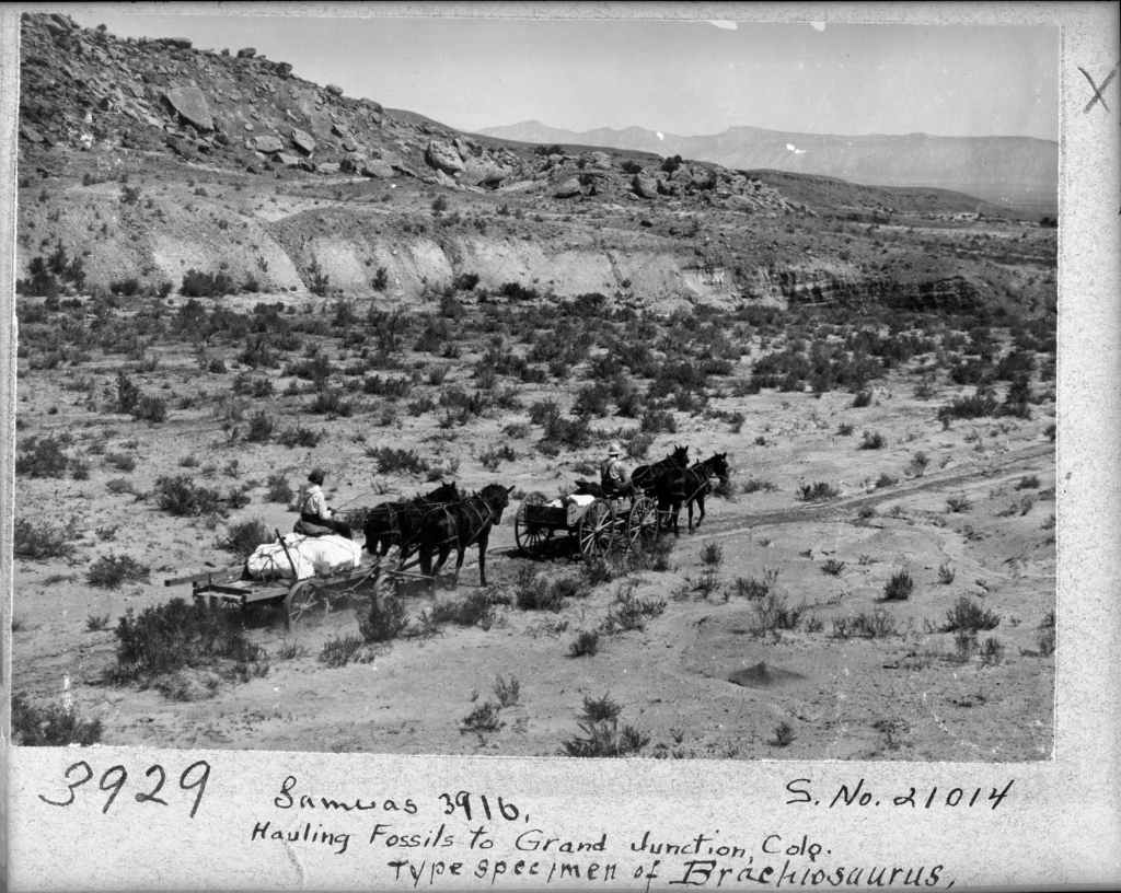 Victor Barnett and Elmer Riggs and hauling specimens in No Thoroughfare Canyon.