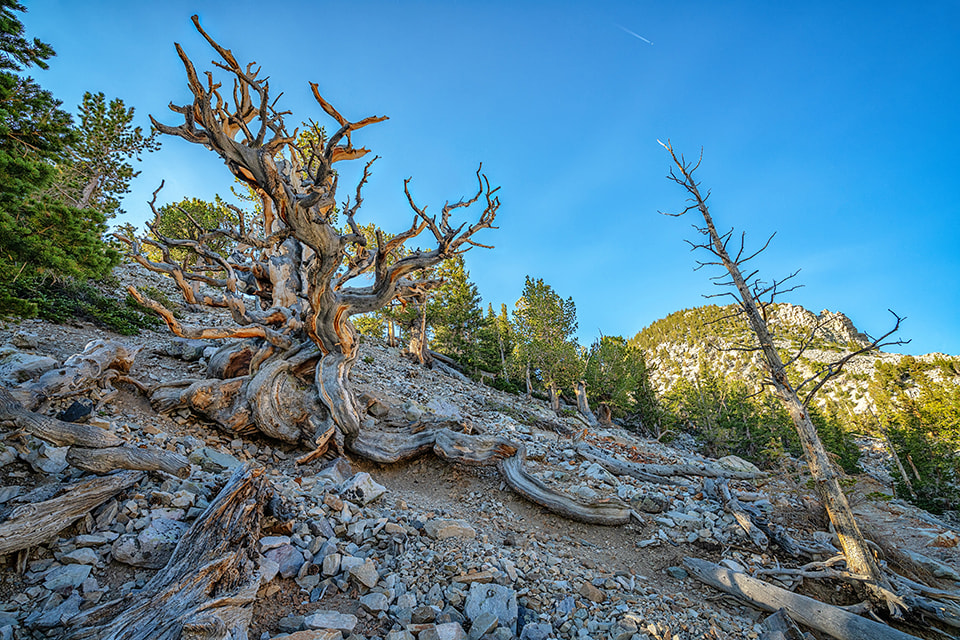 Bristlecone Pine - Great Basin National Park (NPS)